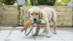 Une vie de chiot S02E08 Malin comme un chien