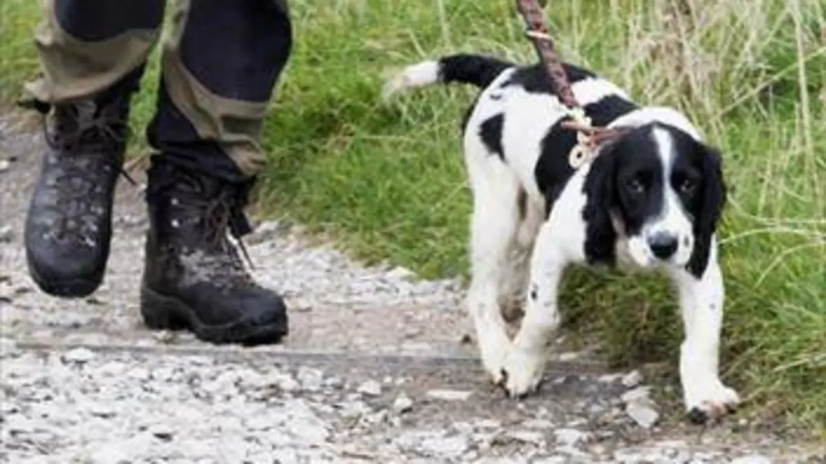 Une vie de chiot S02E09 Au bonheur des chiens