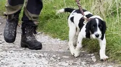 Une vie de chiot S02E09 Au bonheur des chiens