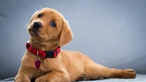 Une vie de chiot S03E01 Naissances multiples