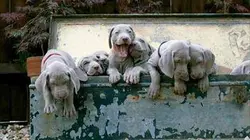 Une vie de chiot S03E03 Premiers pas