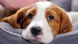 Une vie de chiot S03E05 Un nouveau foyer