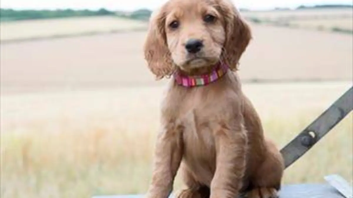 Une vie de chiot S03E07 Des boules d'énergie