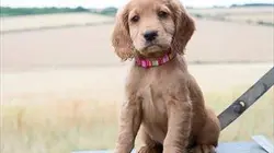 Une vie de chiot S03E07 Des boules d'énergie