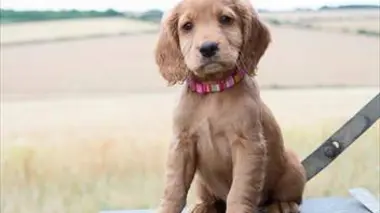 Des boules d'énergie