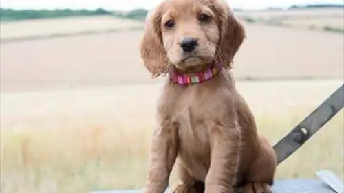Une vie de chiot S03E07 Des boules d'énergie