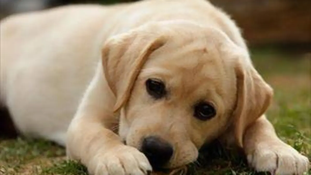 Une vie de chiot S03E09 Garder son sang froid