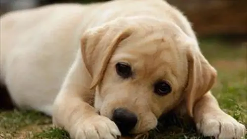 Une vie de chiot S03E09 Garder son sang froid