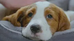 Une vie de chiot S03E11 Faire sensation