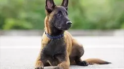 Visuel de Une vie de chiot