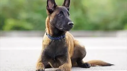 Une vie de chiot S03E02 En route pour l'aventure