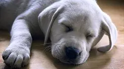 Visuel de Une vie de chiot