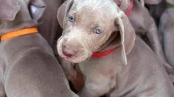 Visuel de Une vie de chiot