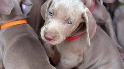 Une vie de chiot S03E06 Au boulot !