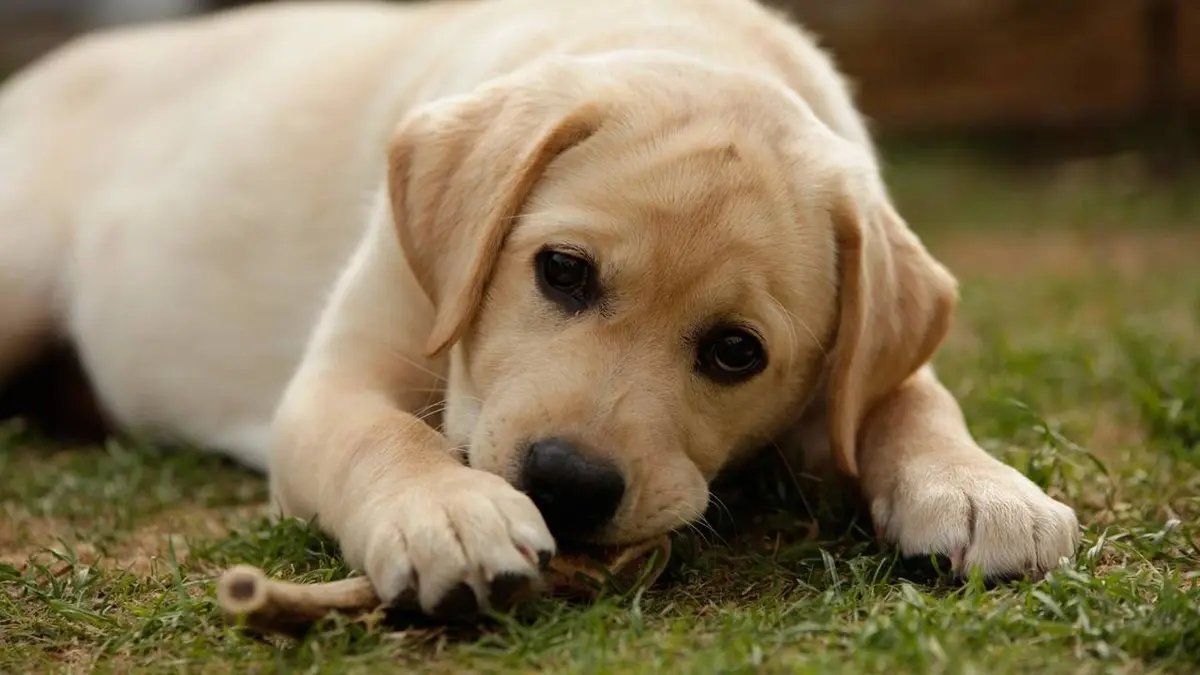 Une vie de chiot