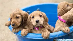 Une vie de chiot S02E01 Canaliser son énergie