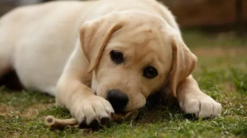 Casting Une vie de chiot, nouvelle génération