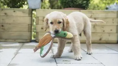 Une vie de chiot S02E08 Malin comme un chien