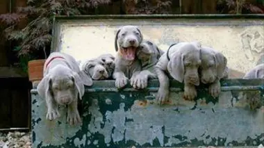 Une vie de chiot S03E03 Premiers pas