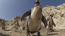 Une vie de manchot E01 Coup de foudre sur la banquise