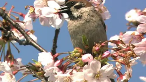 Une vie de moineau