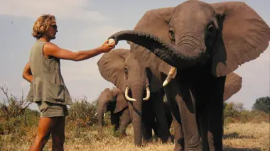 Une vie parmi les éléphants