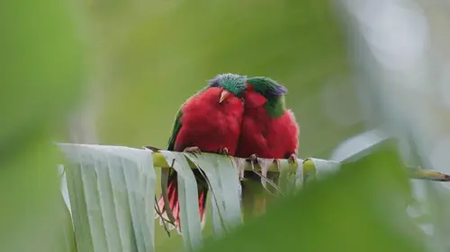 Ura, sauver l'oiseau sacré des australes
