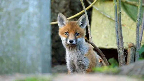 Urbains et sauvages : Les animaux de Hambourg