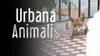 2024 • Urbana animalis