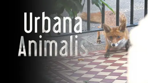 Urbana animalis