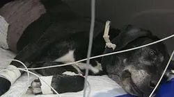 Visuel de Urgence véto