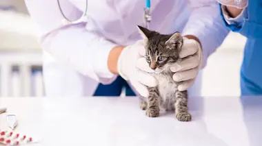 Marseille : l'hôpital pour animaux entre la vie et la mort
