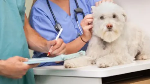 Urgences Animales S01E06 Un malheureux accident