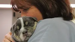 Visuel de Urgences Animales