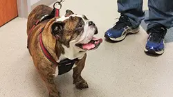 Visuel de Urgences Animales