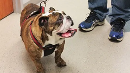 Urgences Animales S01E04 Alerte rouge