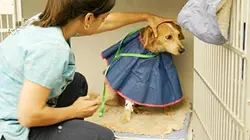 Visuel de Urgences Animales