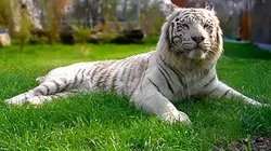 Visuel de Urgences Animales