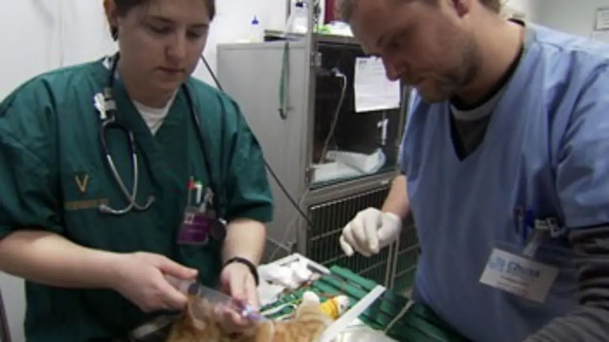 Urgences véto E01 Printemps chargé aux soins intensifs