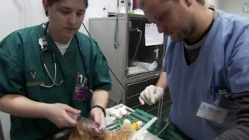 Urgences véto E01 Printemps chargé aux soins intensifs