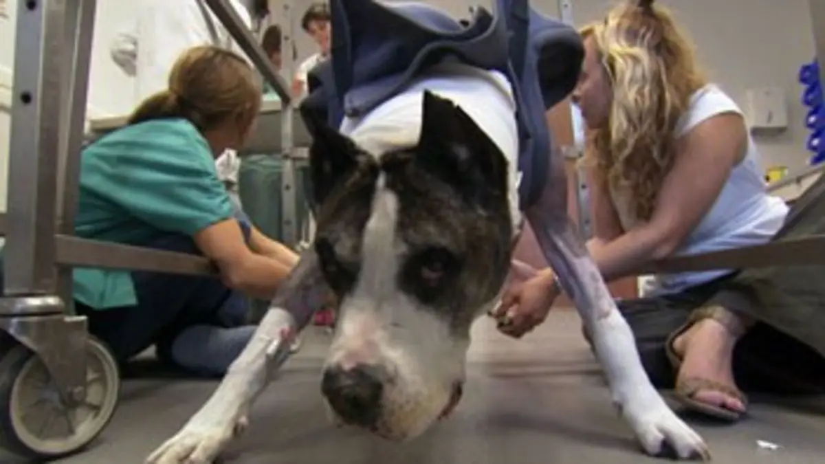 Urgences véto E02 Chiens d'utilité et collapsus trachéal