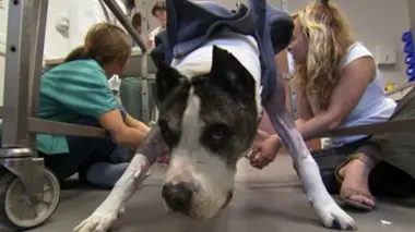 Chiens d'utilité et collapsus trachéal