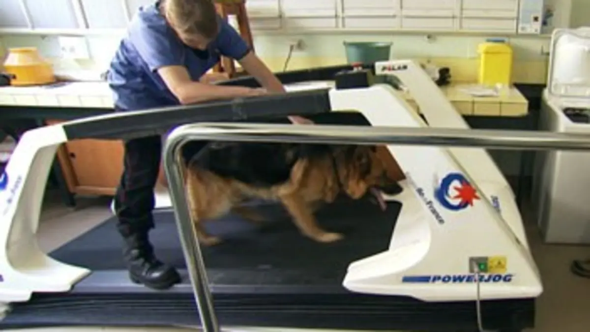 Urgences véto E03 D'Alfort à Abu Dhabi