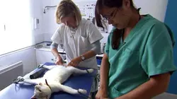 Visuel de Urgences véto