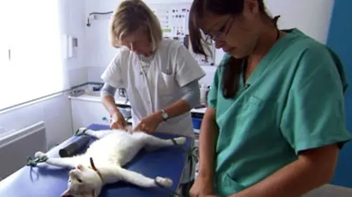 Urgences véto E05 Tombé au champ d'honneur