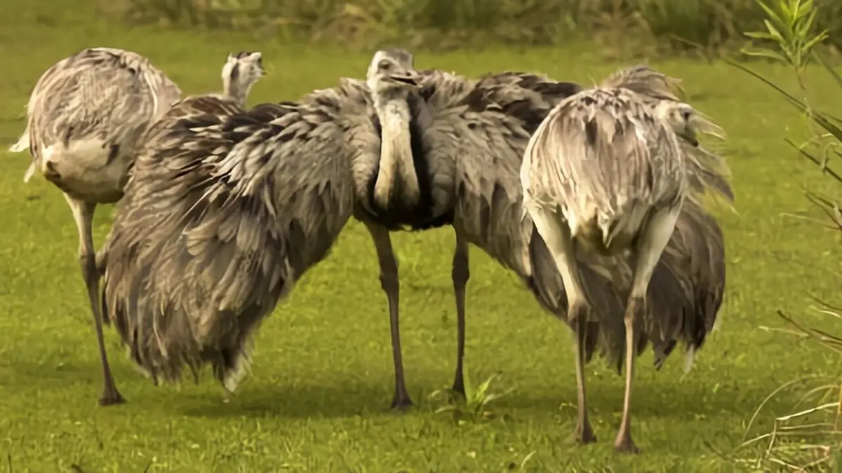 Visuel de Uruguay sauvage