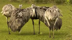 Visuel de Uruguay sauvage