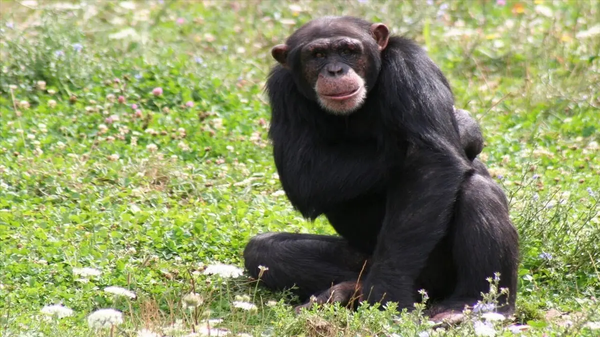 Ushuaïa nature S01E31 Retour vers la planète des singes