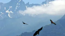 Ushuaïa nature S01E47 Le rêve d'Icare