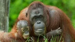 Ushuaïa nature La forêt des mutants